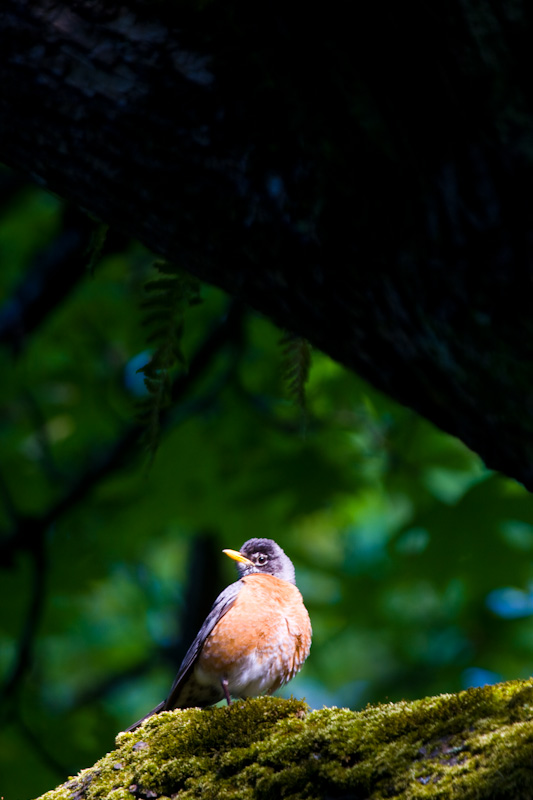 American Robin